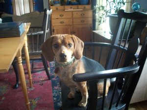 Thora ready to work!